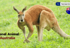 National Animal of Australia with Name and Picture