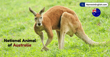 National Animal of Australia with Name and Picture