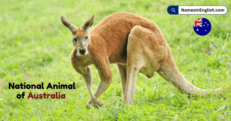 National Animal of Australia with Name and Picture
