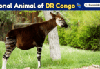 National Animal of DR Congo with Name in English and Picture