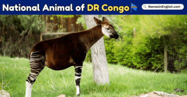 National Animal of DR Congo with Name in English and Picture