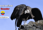 National Animal of Ecuador with Name and Picture