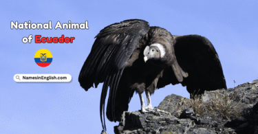 National Animal of Ecuador with Name and Picture