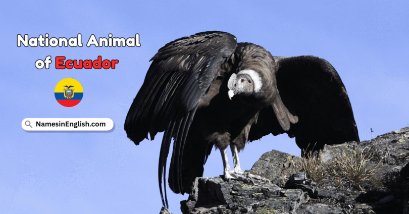 National Animal of Ecuador with Name and Picture