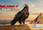 National Animal of Egypt with Name and Picture