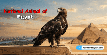 National Animal of Egypt with Name and Picture