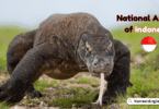 National Animal of Indonesia with Name in English and Picture