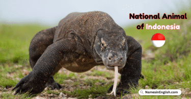 National Animal of Indonesia with Name in English and Picture