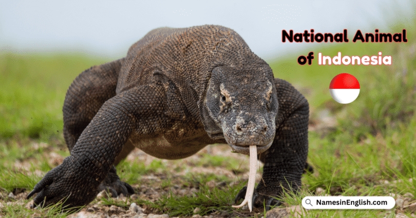 National Animal of Indonesia with Name in English and Picture