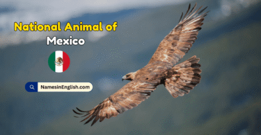 National Animal of Mexico with Name and Picture