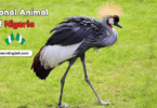 National Animal of Nigeria with Name and Picture