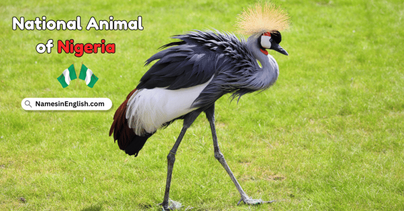 National Animal of Nigeria with Name and Picture