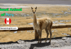 National Animal of Peru with Name in English and Picture