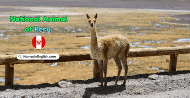 National Animal of Peru with Name in English and Picture