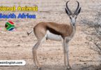 National Animal of South Africa with Name and Picture