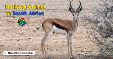 National Animal of South Africa with Name and Picture