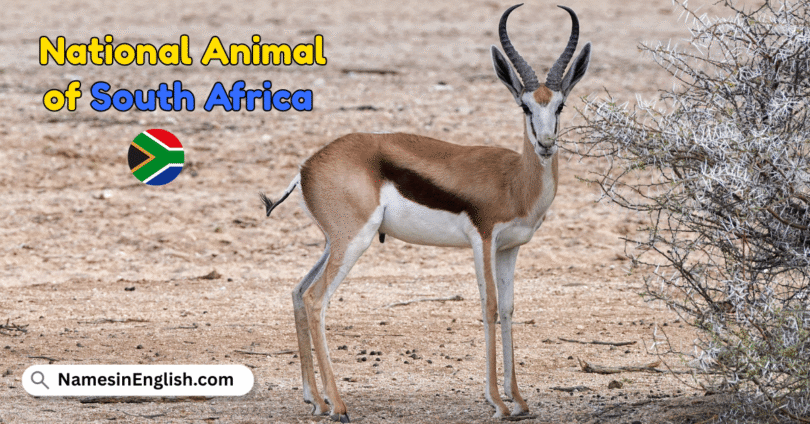 National Animal of South Africa with Name and Picture