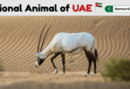 National Animal of UAE with Name and Picture
