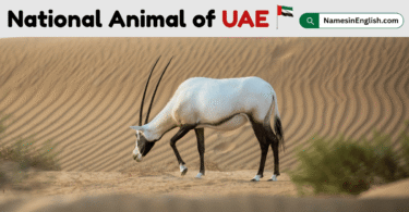 National Animal of UAE with Name and Picture