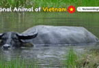 National Animal of Vietnam with Name and Picture