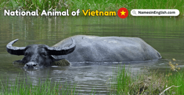 National Animal of Vietnam with Name and Picture