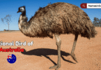 National Bird of Australia with Name and Picture