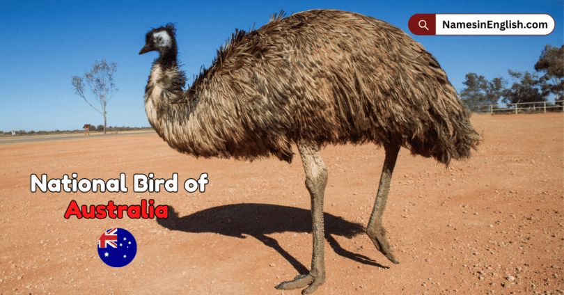 National Bird of Australia with Name and Picture
