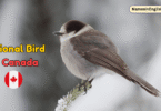 National Bird of Canada with Name and Picture