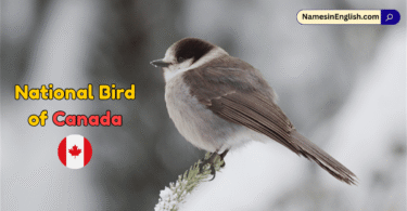National Bird of Canada with Name and Picture