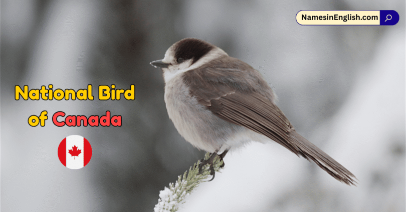 National Bird of Canada with Name and Picture