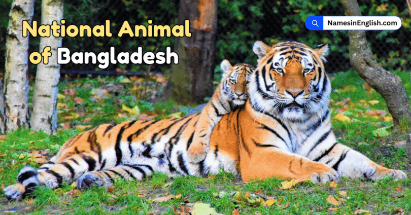 National animal of Bangladesh with Name and Picture