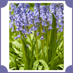 Native Bluebell | Flowers That Start with N