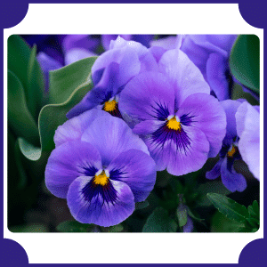Native Violet