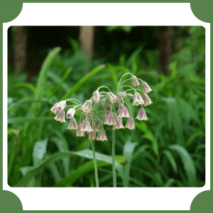 Nectaroscordum
