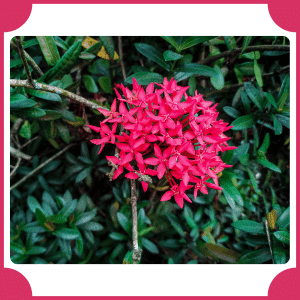 Needle Flower