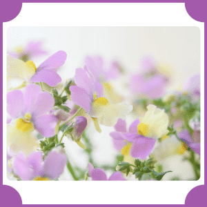 Nemesia | Flowers That Start with N