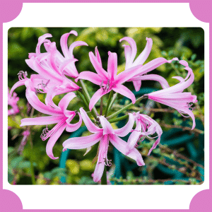 Nerine | Flowers That Start with N