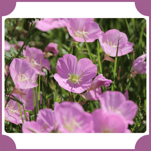 Nevada Primrose