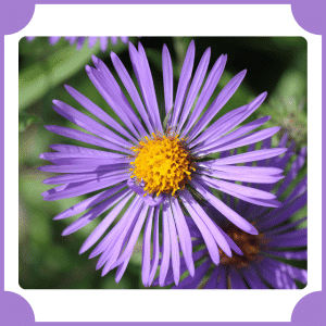 New England Aster | Flowers That Start with N