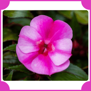 New Guinea Impatiens