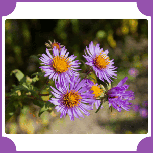 New York Aster