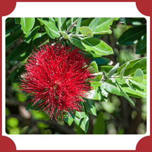 New Zealand Christmas Tree Flower