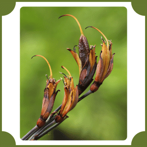 New Zealand Flax Flower