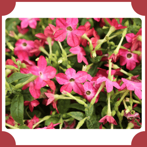 Nicotiana