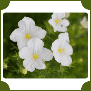 Nierembergia | Flowers That Start with N
