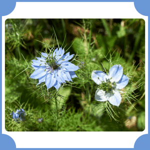 Nigella | Flowers That Start with N