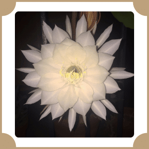 Night-Blooming Cereus | Flowers That Start with N