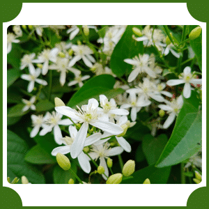Night-Blooming Jasmine | Flowers That Start with N