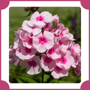 Night Phlox | Flowers That Start with N