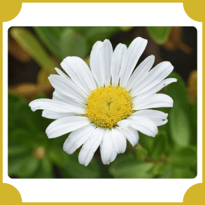 Nippon Daisy | Flowers That Start with N